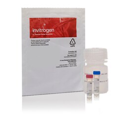 Vybrant™ Alexa Fluor™ 488 Lipid Raft Labeling Kit